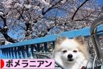 にほんブログ村 犬ブログ ポメラニアンへ