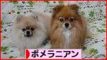 にほんブログ村 犬ブログ ポメラニアンへ