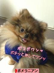 にほんブログ村 犬ブログ ポメラニアンへ