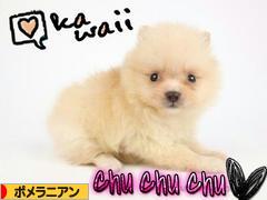 にほんブログ村 犬ブログ ポメラニアンへ