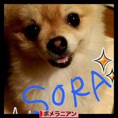 にほんブログ村 犬ブログ ポメラニアンへ