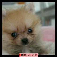 にほんブログ村 犬ブログ ポメラニアンへ