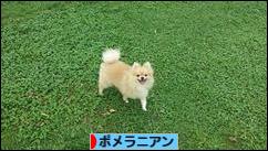 にほんブログ村 犬ブログ ポメラニアンへ
