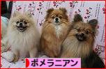 にほんブログ村 犬ブログ ポメラニアンへ