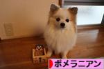 にほんブログ村 犬ブログ ポメラニアンへ