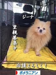 にほんブログ村 犬ブログ ポメラニアンへ