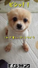 にほんブログ村 犬ブログ ポメラニアンへ
