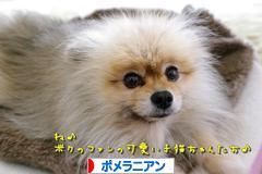 にほんブログ村 犬ブログ ポメラニアンへ