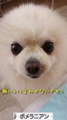 にほんブログ村 犬ブログ ポメラニアンへ