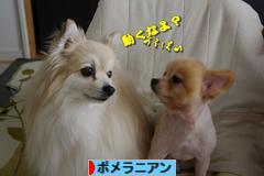 にほんブログ村 犬ブログ ポメラニアンへ