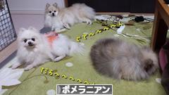 にほんブログ村 犬ブログ ポメラニアンへ