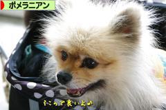 にほんブログ村 犬ブログ ポメラニアンへ