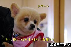 にほんブログ村 犬ブログ ポメラニアンへ