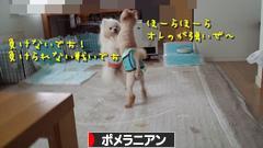 にほんブログ村 犬ブログ ポメラニアンへ