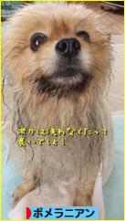 にほんブログ村 犬ブログ ポメラニアンへ