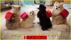 にほんブログ村 犬ブログ ポメラニアンへ
