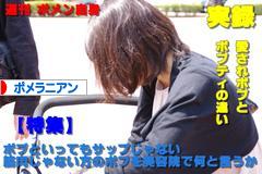 にほんブログ村 犬ブログ ポメラニアンへ