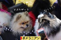 にほんブログ村 犬ブログ ポメラニアンへ