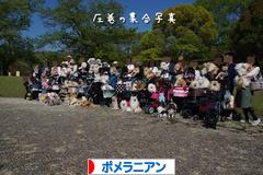 にほんブログ村 犬ブログ ポメラニアンへ