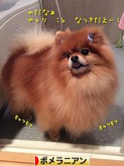 にほんブログ村 犬ブログ ポメラニアンへ