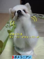 にほんブログ村 犬ブログ ポメラニアンへ