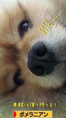 にほんブログ村 犬ブログ ポメラニアンへ