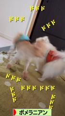 にほんブログ村 犬ブログ ポメラニアンへ