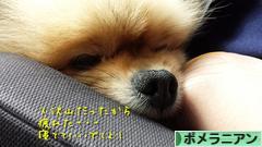 にほんブログ村 犬ブログ ポメラニアンへ
