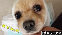 にほんブログ村 犬ブログ ポメラニアンへ