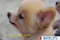 にほんブログ村 犬ブログ ポメラニアンへ