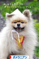 にほんブログ村 犬ブログ ポメラニアンへ