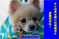 にほんブログ村 犬ブログ ポメラニアンへ