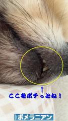 にほんブログ村 犬ブログ ポメラニアンへ