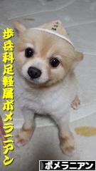 にほんブログ村 犬ブログ ポメラニアンへ