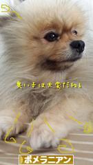 にほんブログ村 犬ブログ ポメラニアンへ