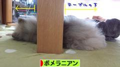にほんブログ村 犬ブログ ポメラニアンへ