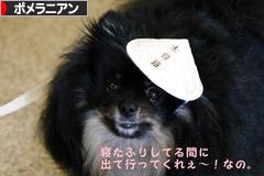 にほんブログ村 犬ブログ ポメラニアンへ
