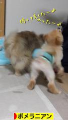 にほんブログ村 犬ブログ ポメラニアンへ