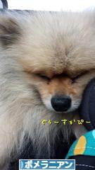 にほんブログ村 犬ブログ ポメラニアンへ