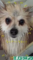 にほんブログ村 犬ブログ ポメラニアンへ