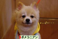 にほんブログ村 犬ブログ ポメラニアンへ