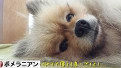 にほんブログ村 犬ブログ ポメラニアンへ