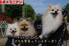 にほんブログ村 犬ブログ ポメラニアンへ