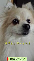 にほんブログ村 犬ブログ ポメラニアンへ