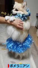 にほんブログ村 犬ブログ ポメラニアンへ