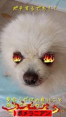 にほんブログ村 犬ブログ ポメラニアンへ