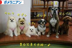 にほんブログ村 犬ブログ ポメラニアンへ