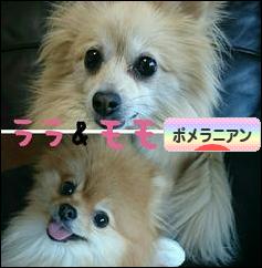 にほんブログ村 犬ブログ ポメラニアンへ