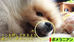 にほんブログ村 犬ブログ ポメラニアンへ