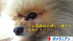 にほんブログ村 犬ブログ ポメラニアンへ